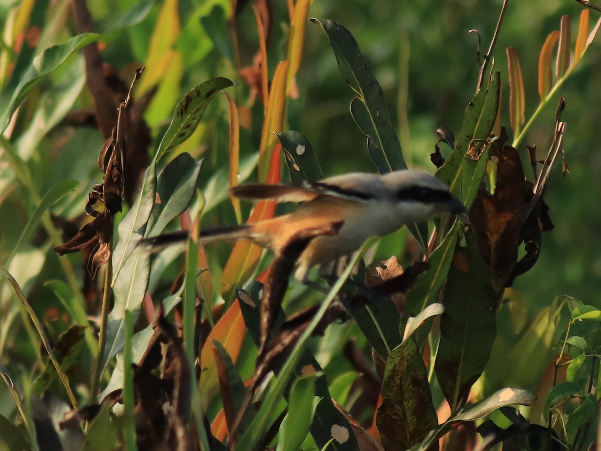 Long-tailed Shrike - ML652633114