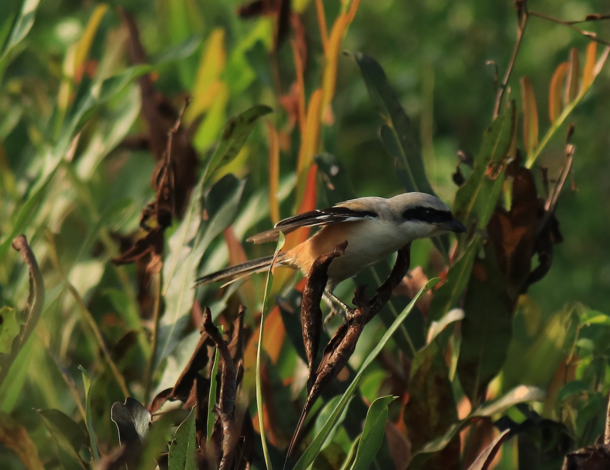 Long-tailed Shrike - ML652633115