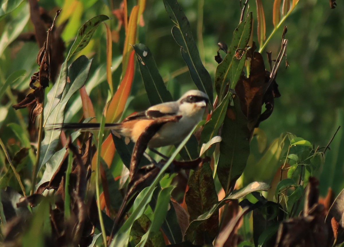 Long-tailed Shrike - ML652633116