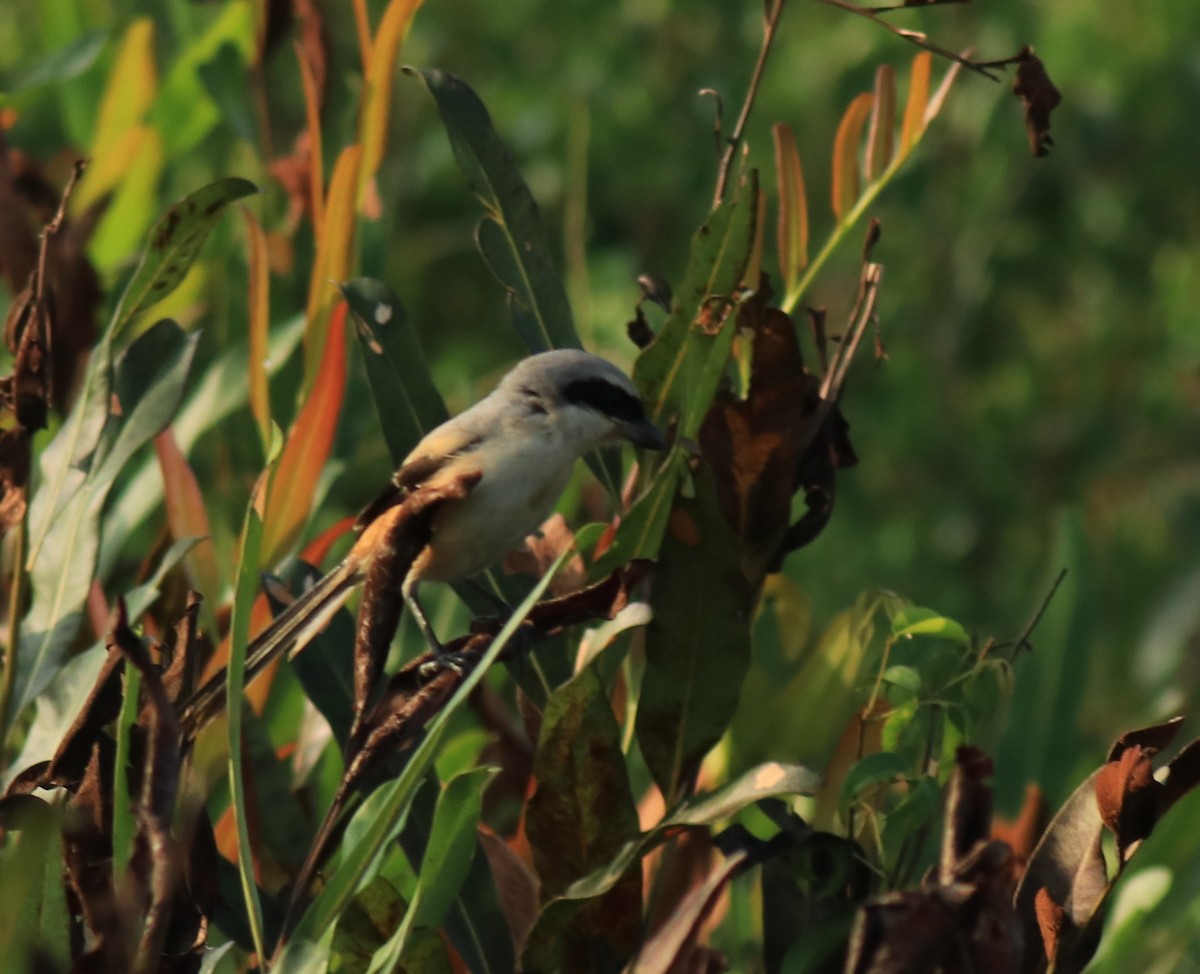 Long-tailed Shrike - ML652633117