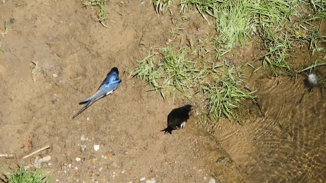 Kır Kırlangıcı - ML652633123