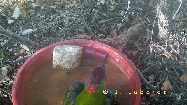 İberya Yeşil Ağaçkakanı - ML652633137