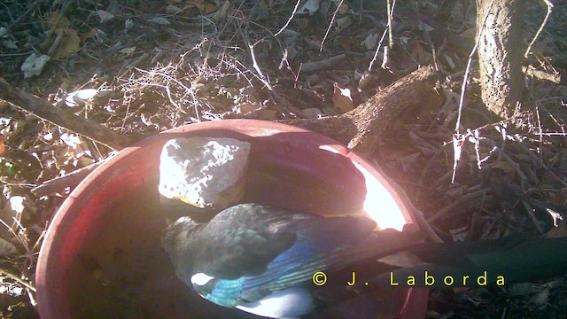 Saksağan - ML652633145