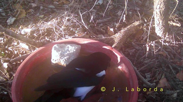 Saksağan - ML652633146