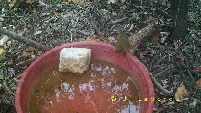 Çıvgın - ML652633150