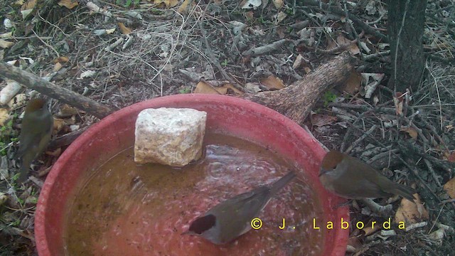 Çıvgın - ML652633151