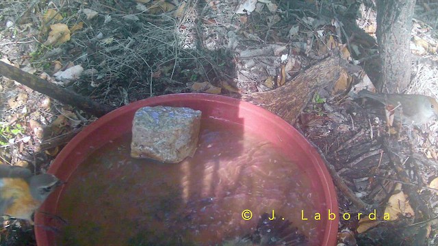 Kara Başlı Ötleğen - ML652633176