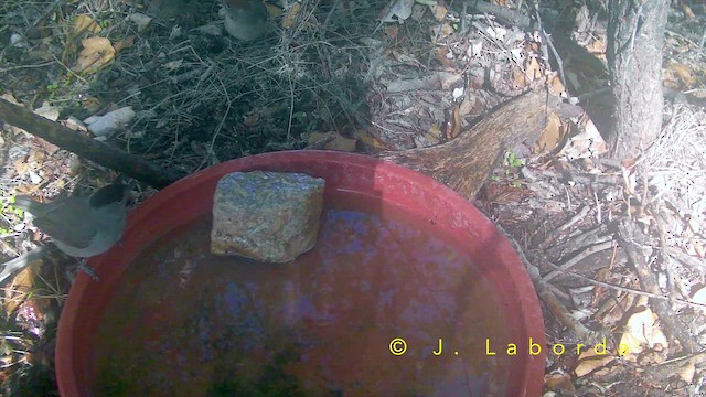 Kara Başlı Ötleğen - ML652633177