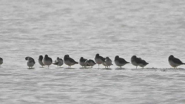 Kara Karınlı Kumkuşu - ML652633364