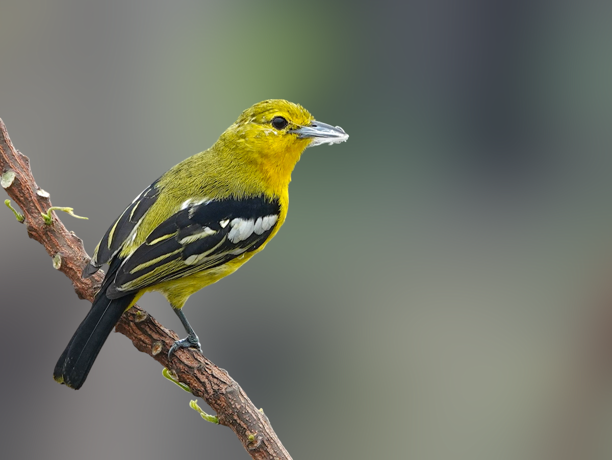 Petit Iora - ML652633426