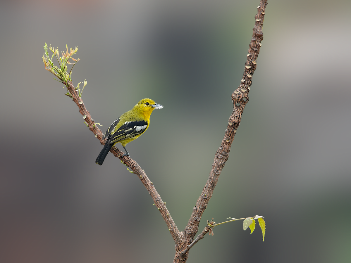 Petit Iora - ML652633427