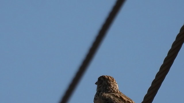 Jerdon Toygarı - ML652633438