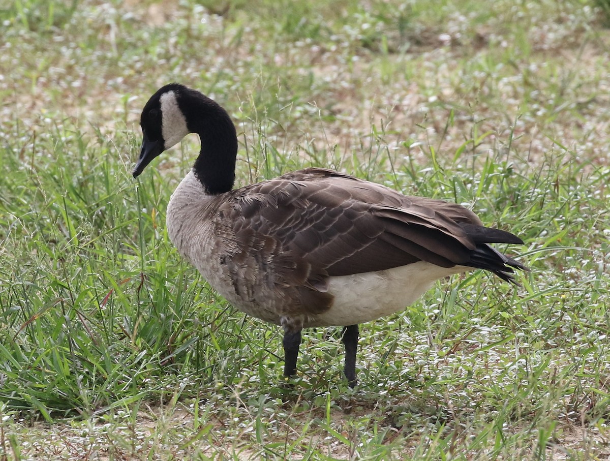 Canada Goose - Bruce  Purdy