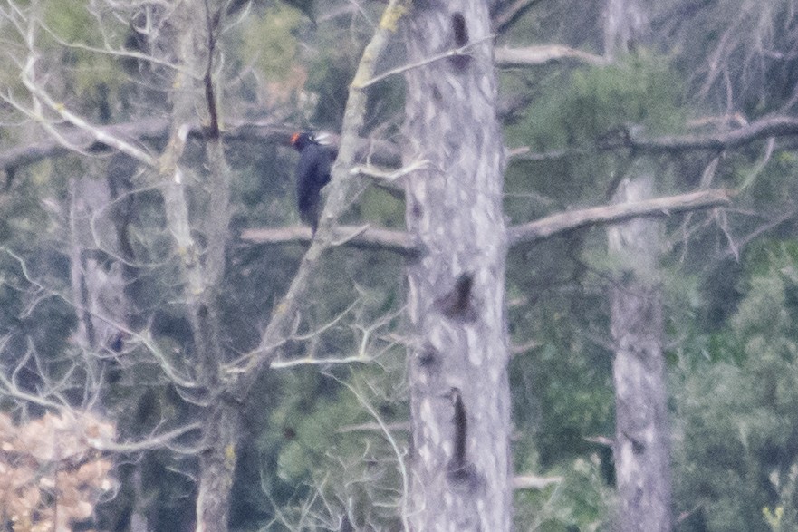 Жовна чорна - ML652633608