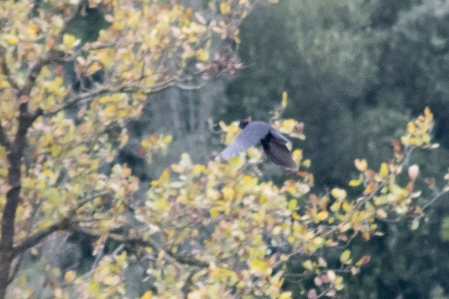 Жовна чорна - ML652633609