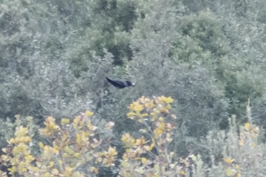 Жовна чорна - ML652633610