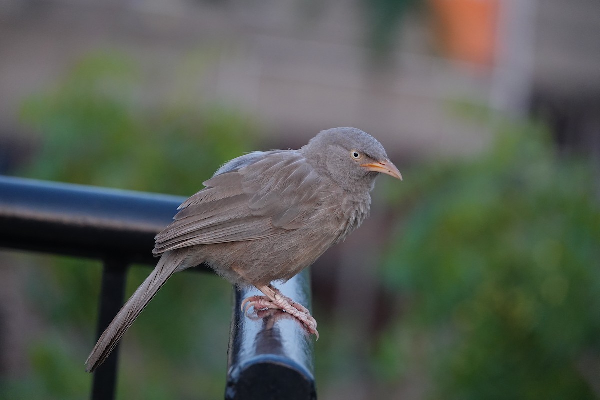 Cratérope de brousse - ML652633768