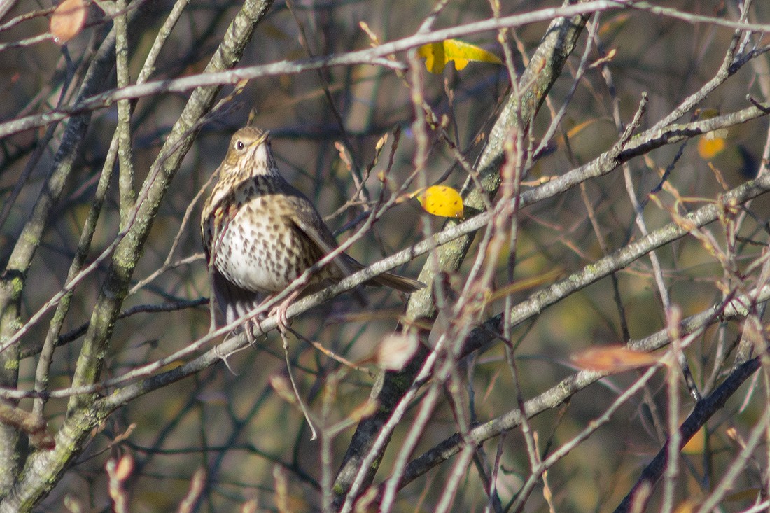 Дрізд співочий - ML652633772