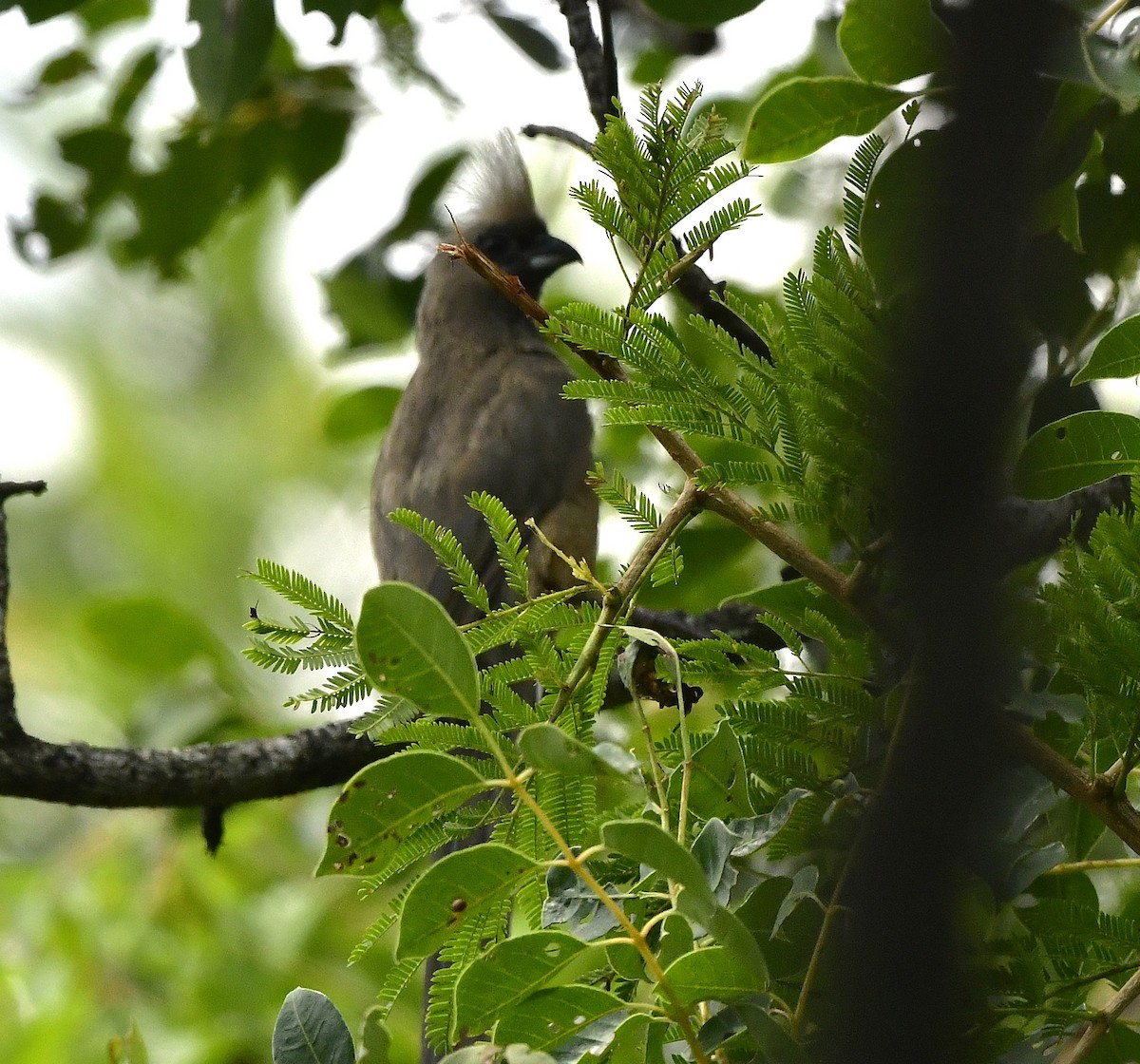Чепіга бурокрила - ML652633844