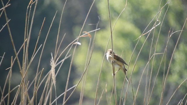 Büyük Kamışçın - ML652633897