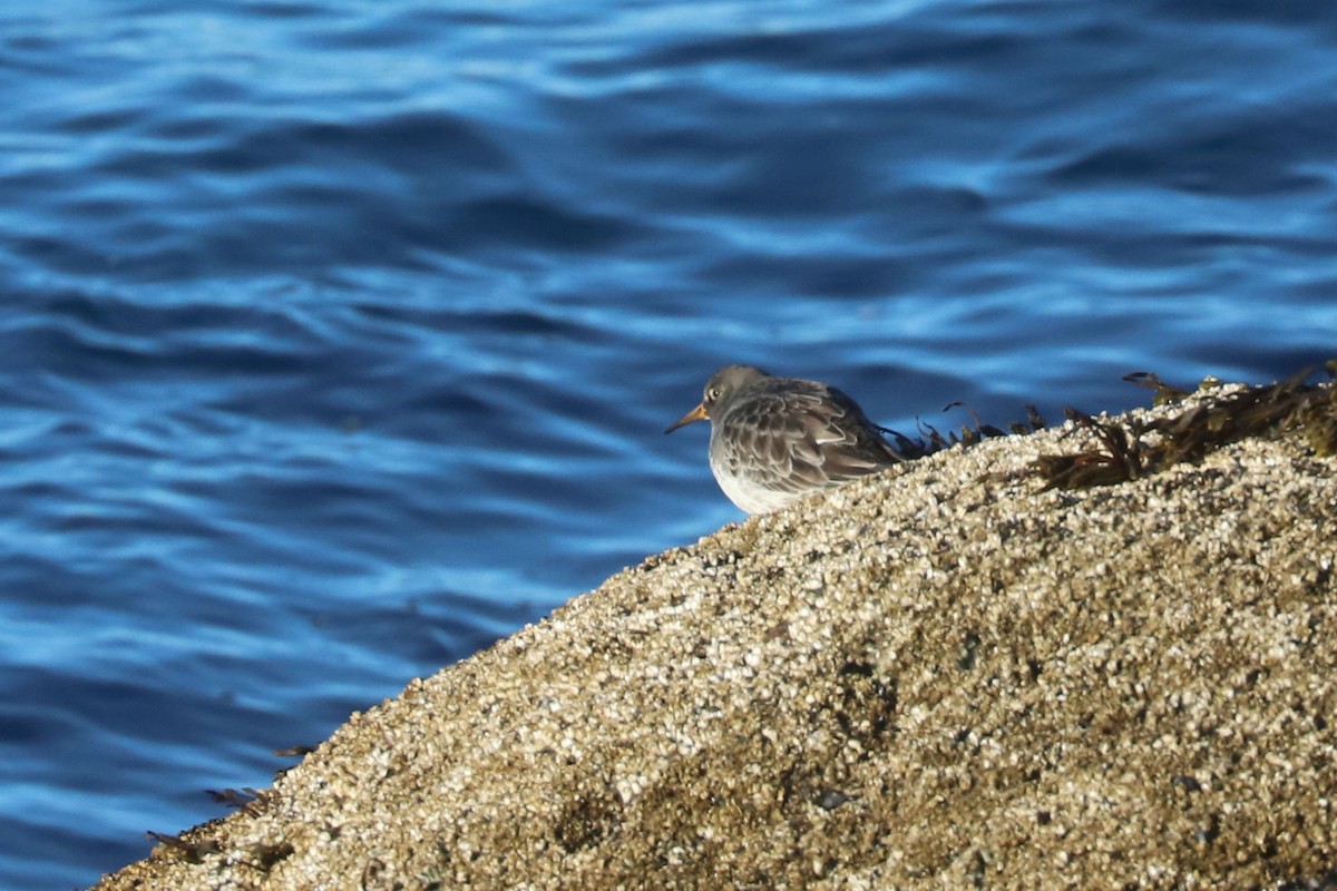 Piovanello violetto - ML652633912