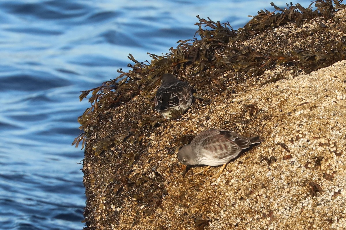 Piovanello violetto - ML652633920