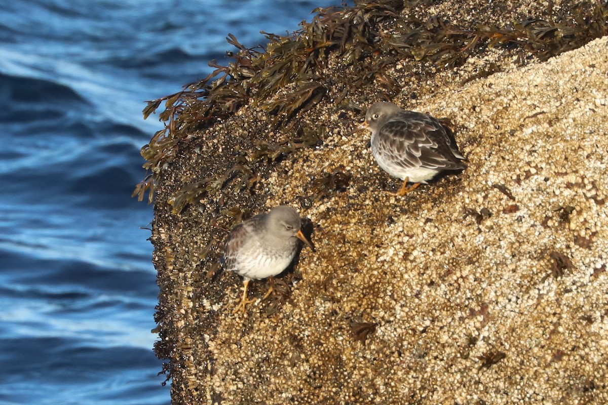 Piovanello violetto - ML652633921