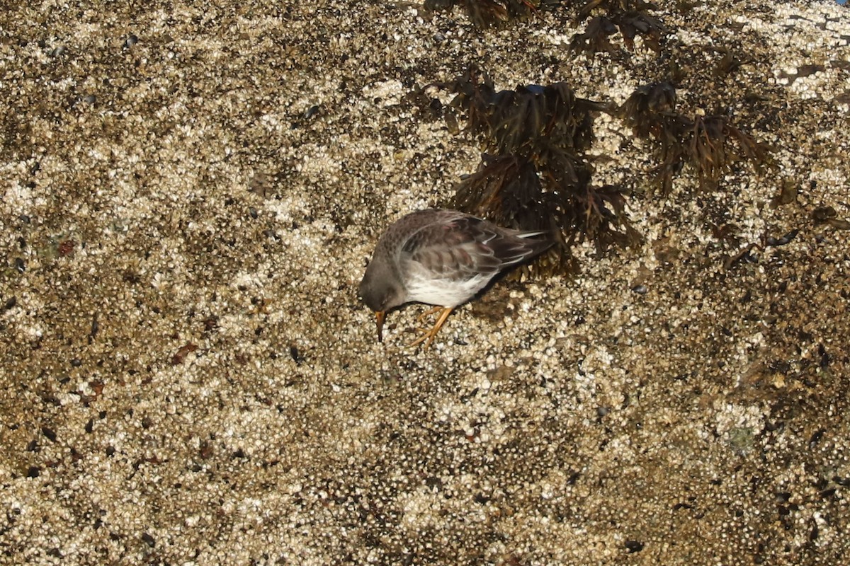 Piovanello violetto - ML652633922