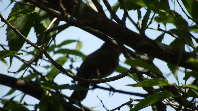 Bülbül - ML652634012