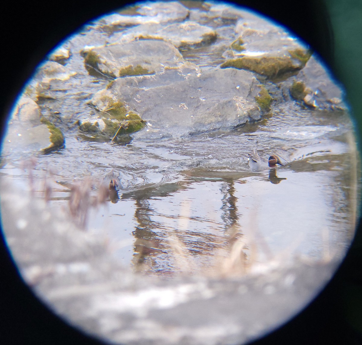 쇠오리 / 미국쇠오리 - ML652634016