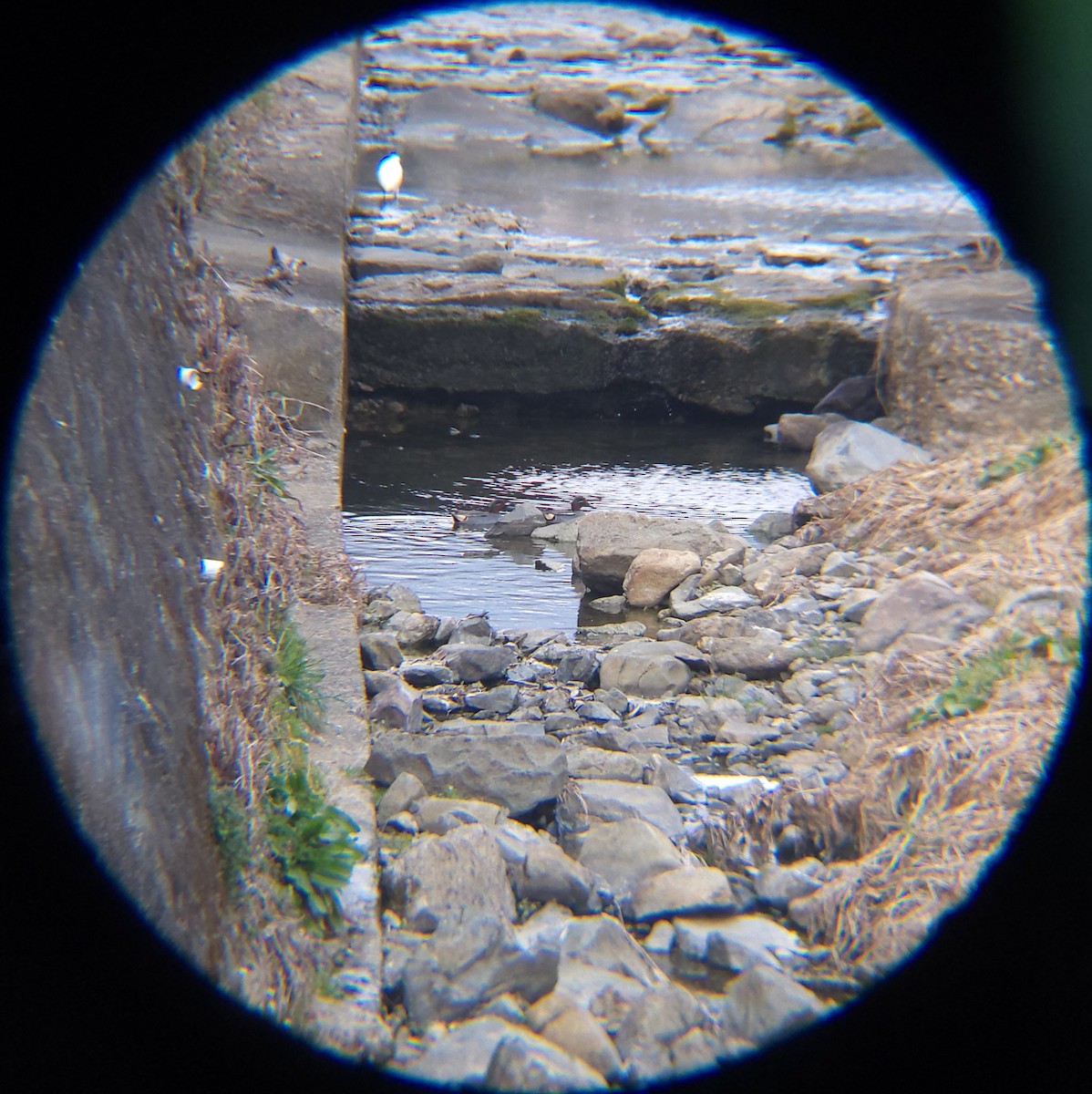 쇠오리 / 미국쇠오리 - ML652634017