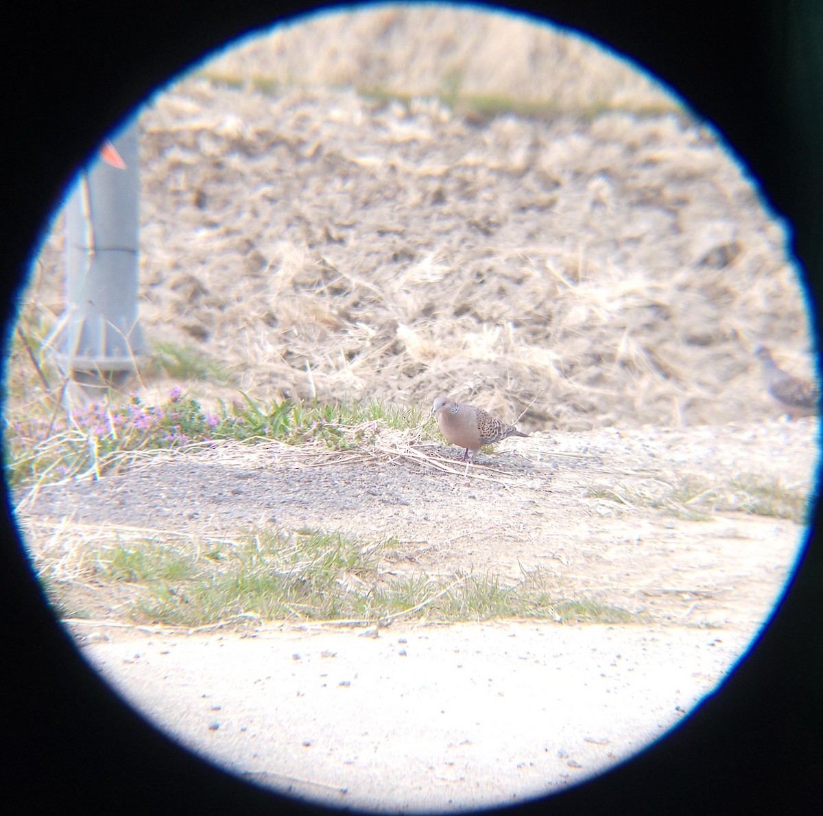 멧비둘기 - ML652634025