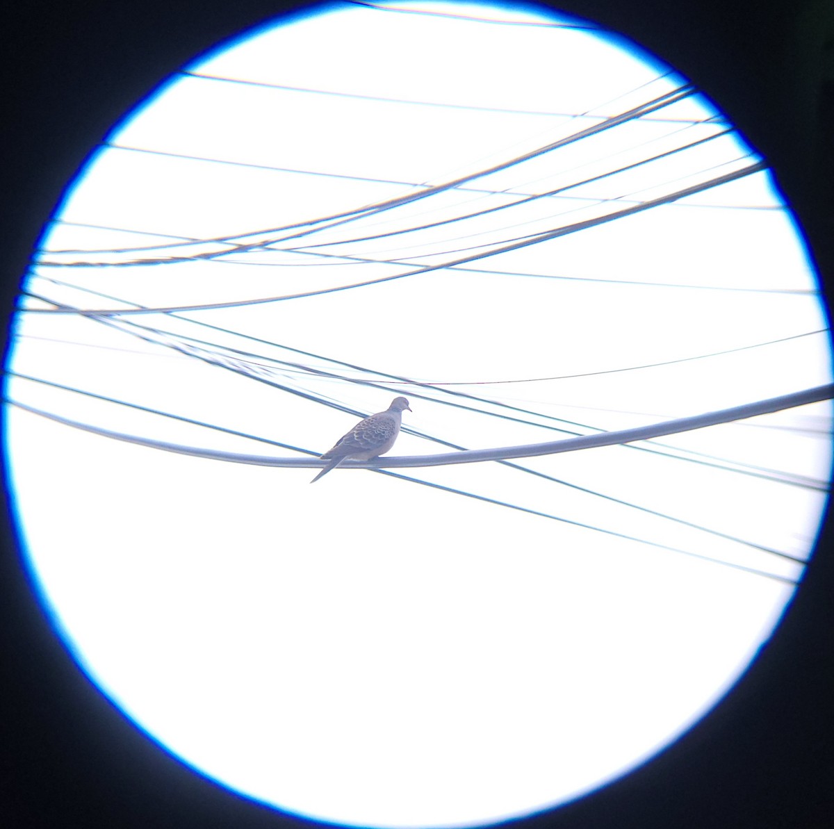 멧비둘기 - ML652634026