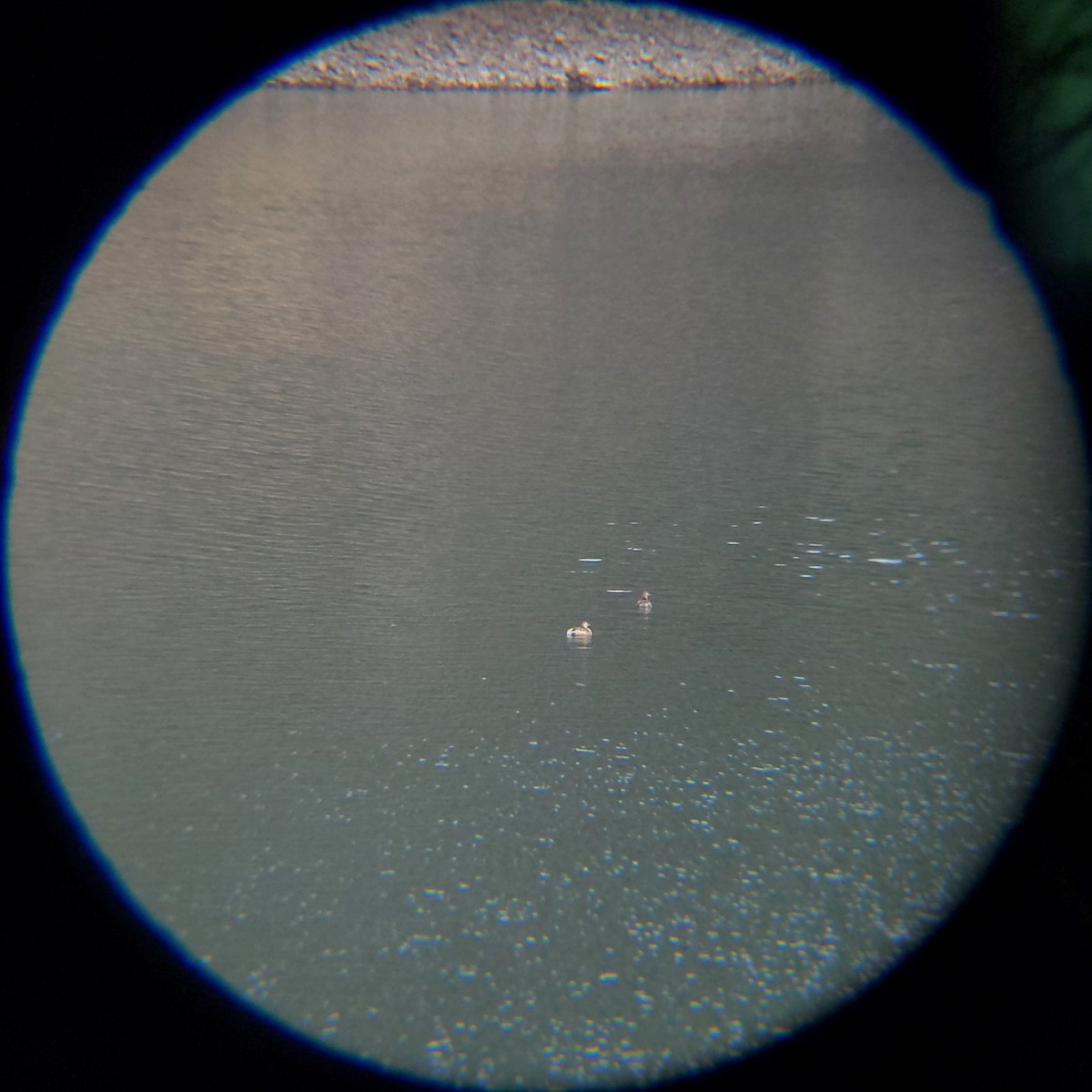 논병아리 - ML652634033