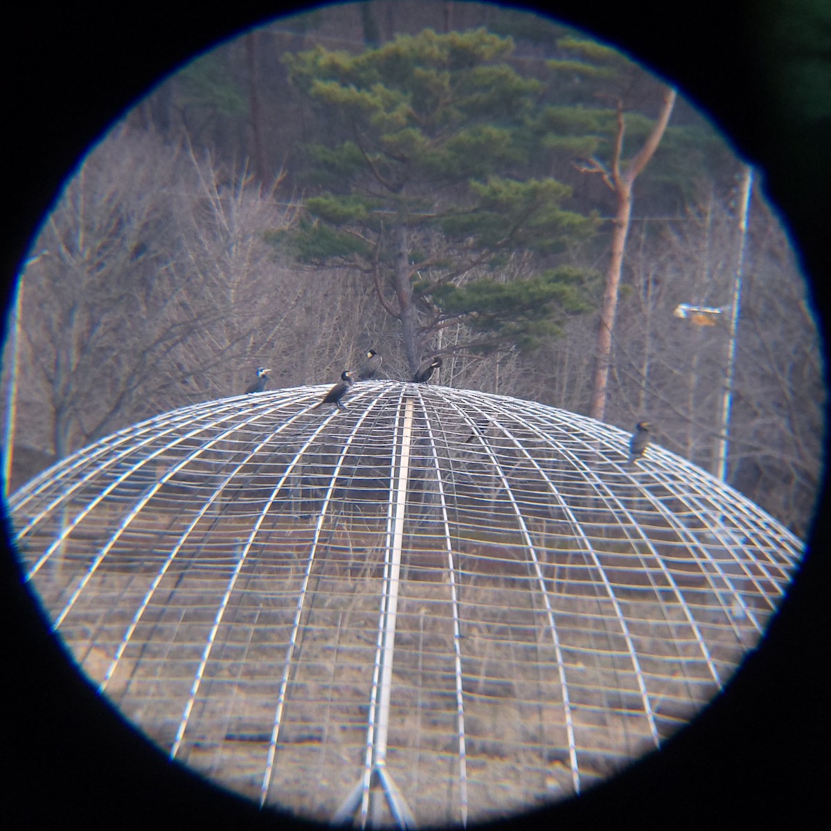 민물가마우지 - ML652634036