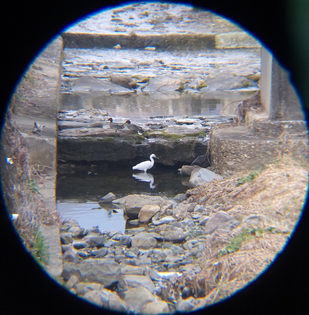 쇠백로 - ML652634040