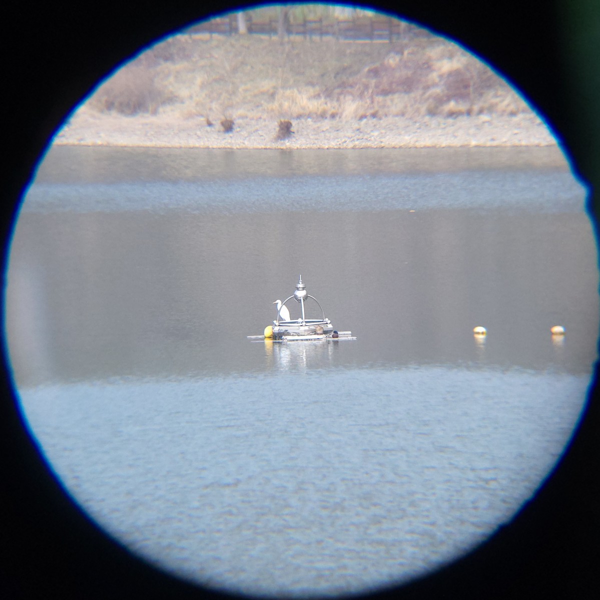 중대백로 - ML652634047