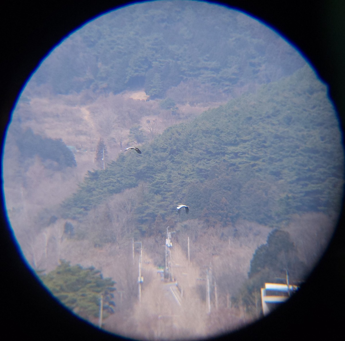 왜가리 - ML652634060