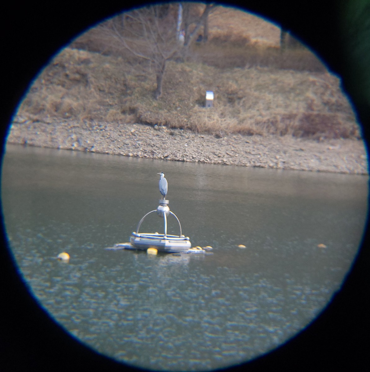 왜가리 - ML652634061