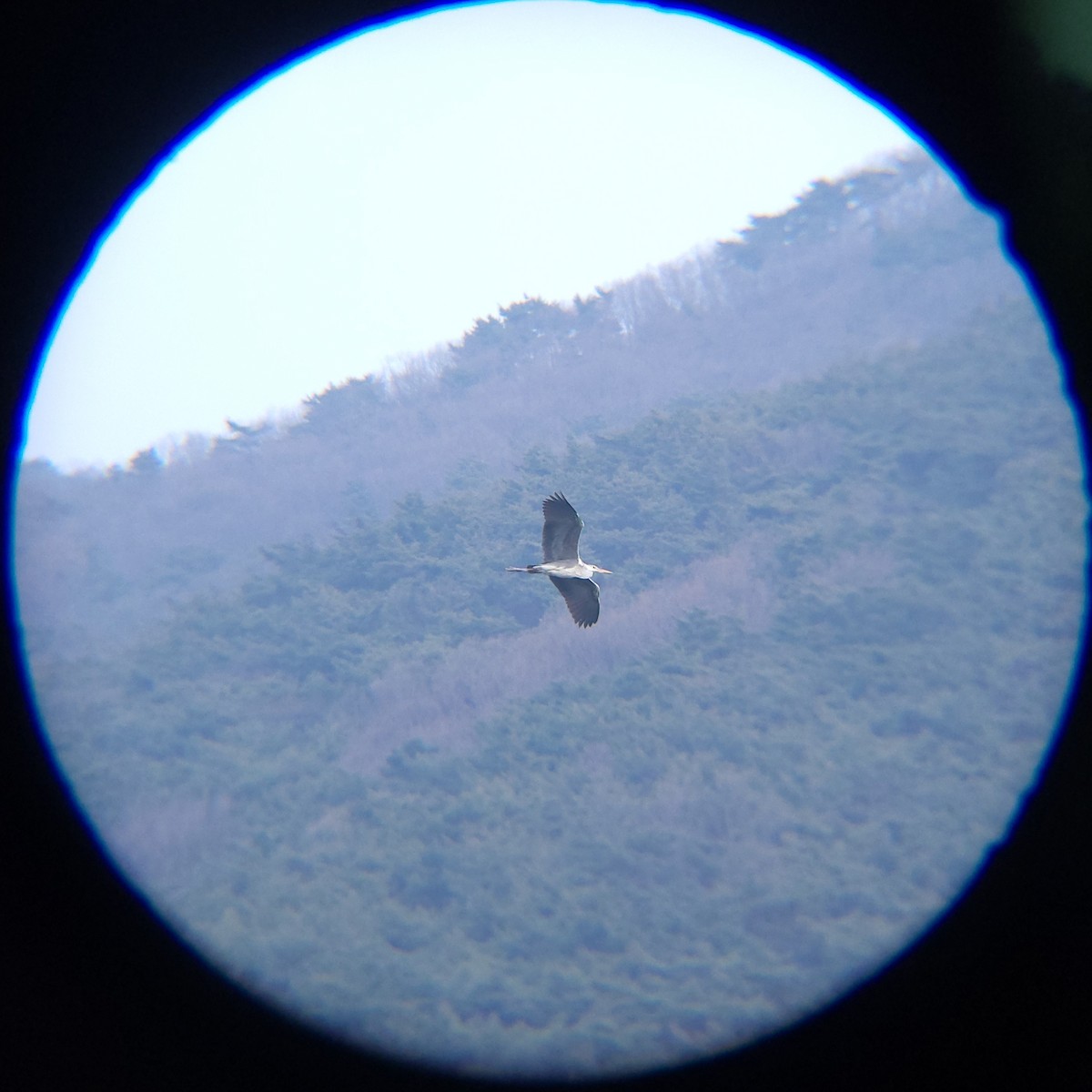 왜가리 - ML652634062