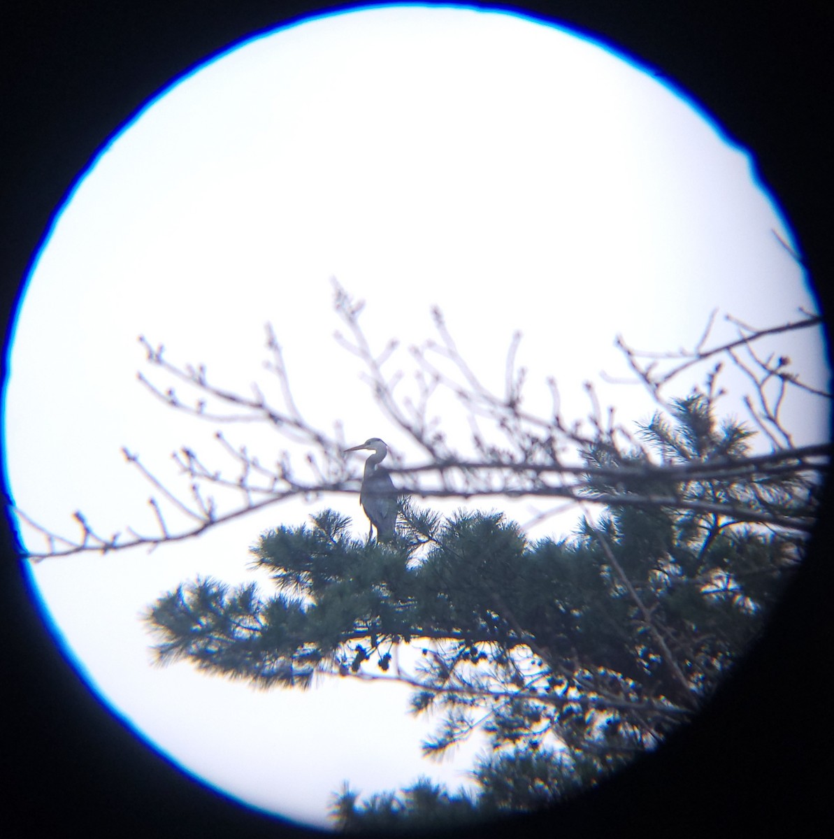 왜가리 - ML652634063