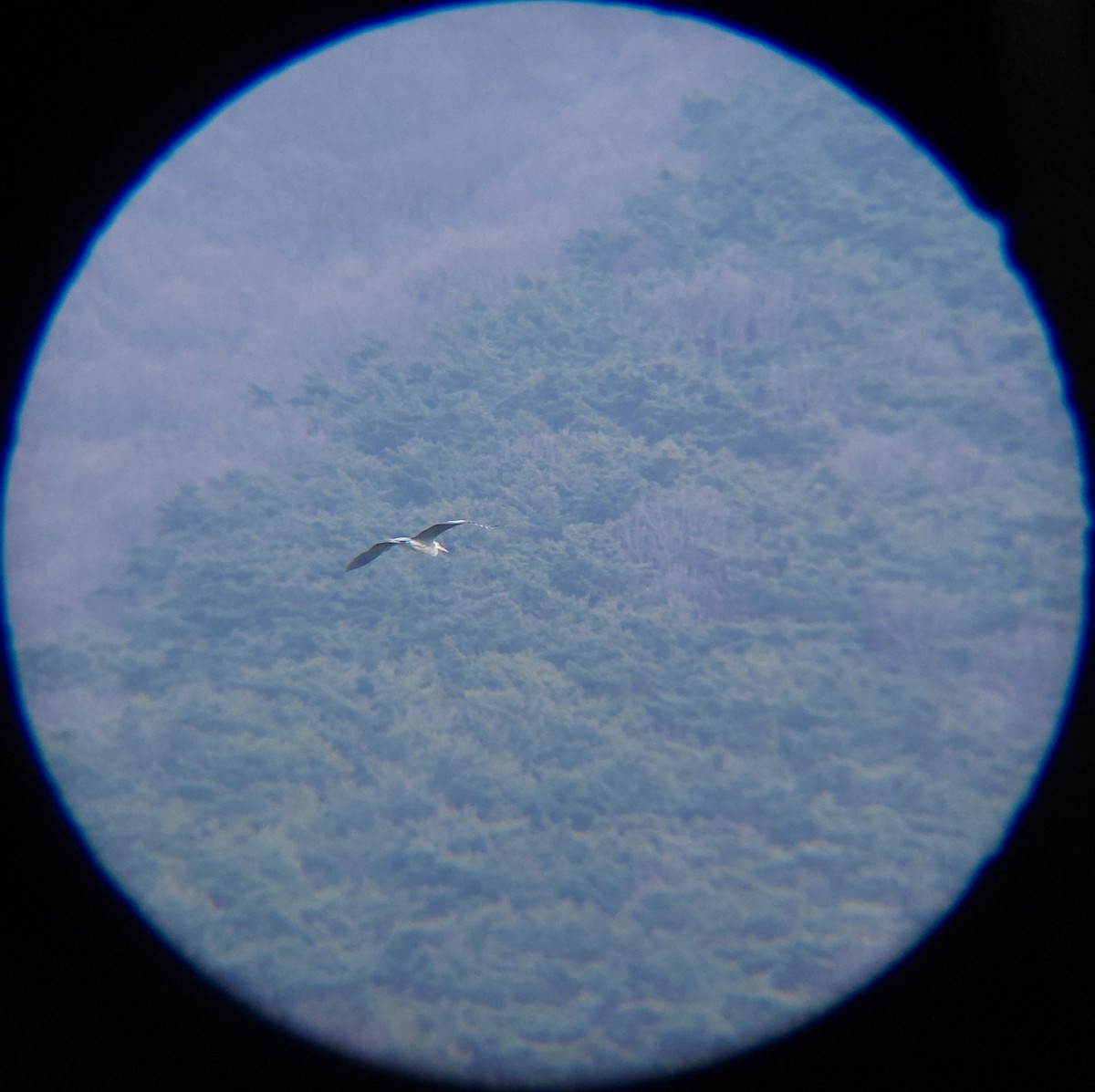 왜가리 - ML652634064