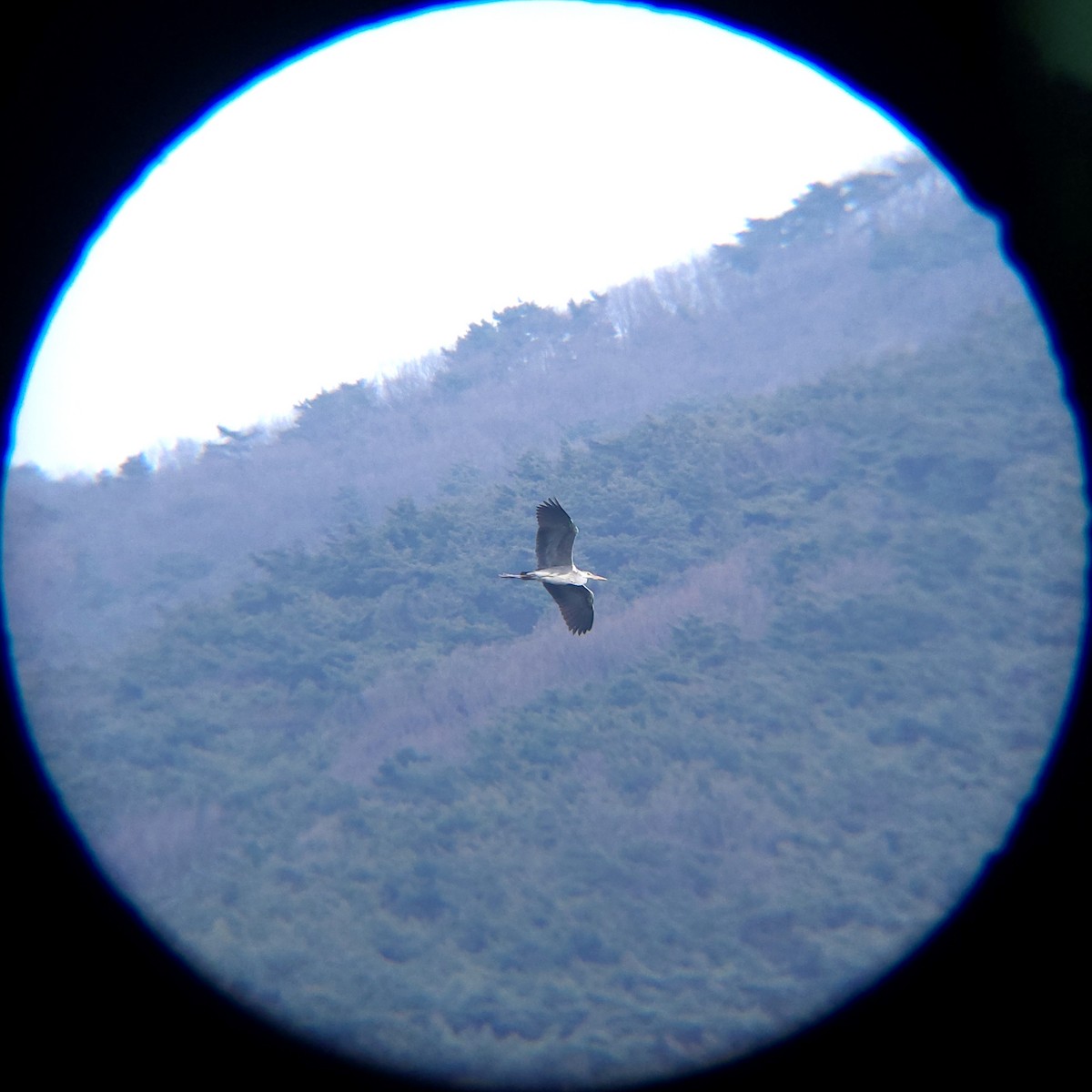 왜가리 - ML652634065