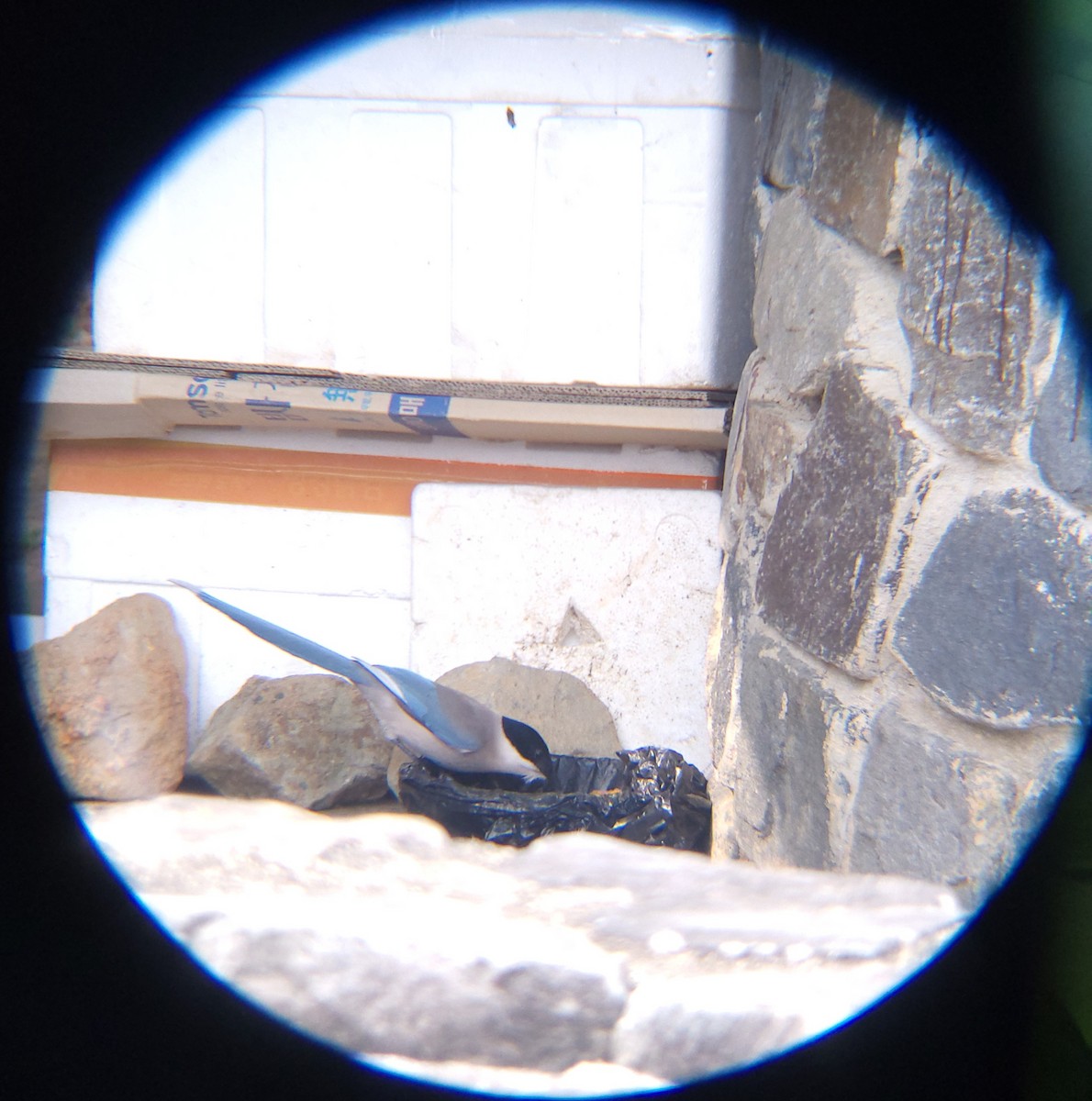 물까치 - ML652634071