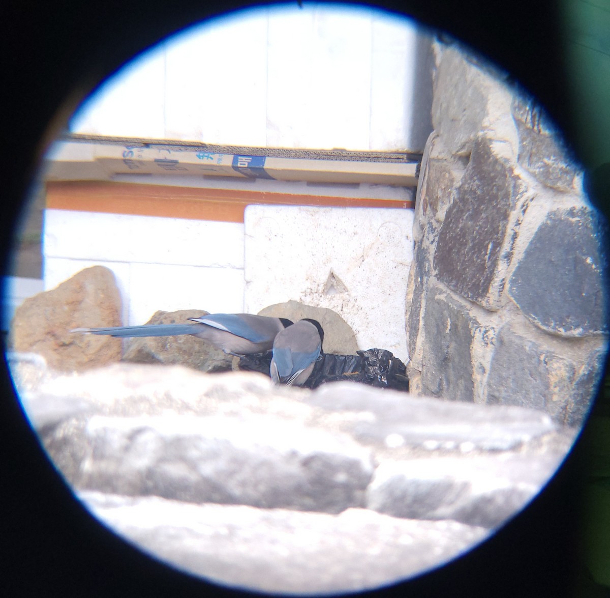 물까치 - ML652634072