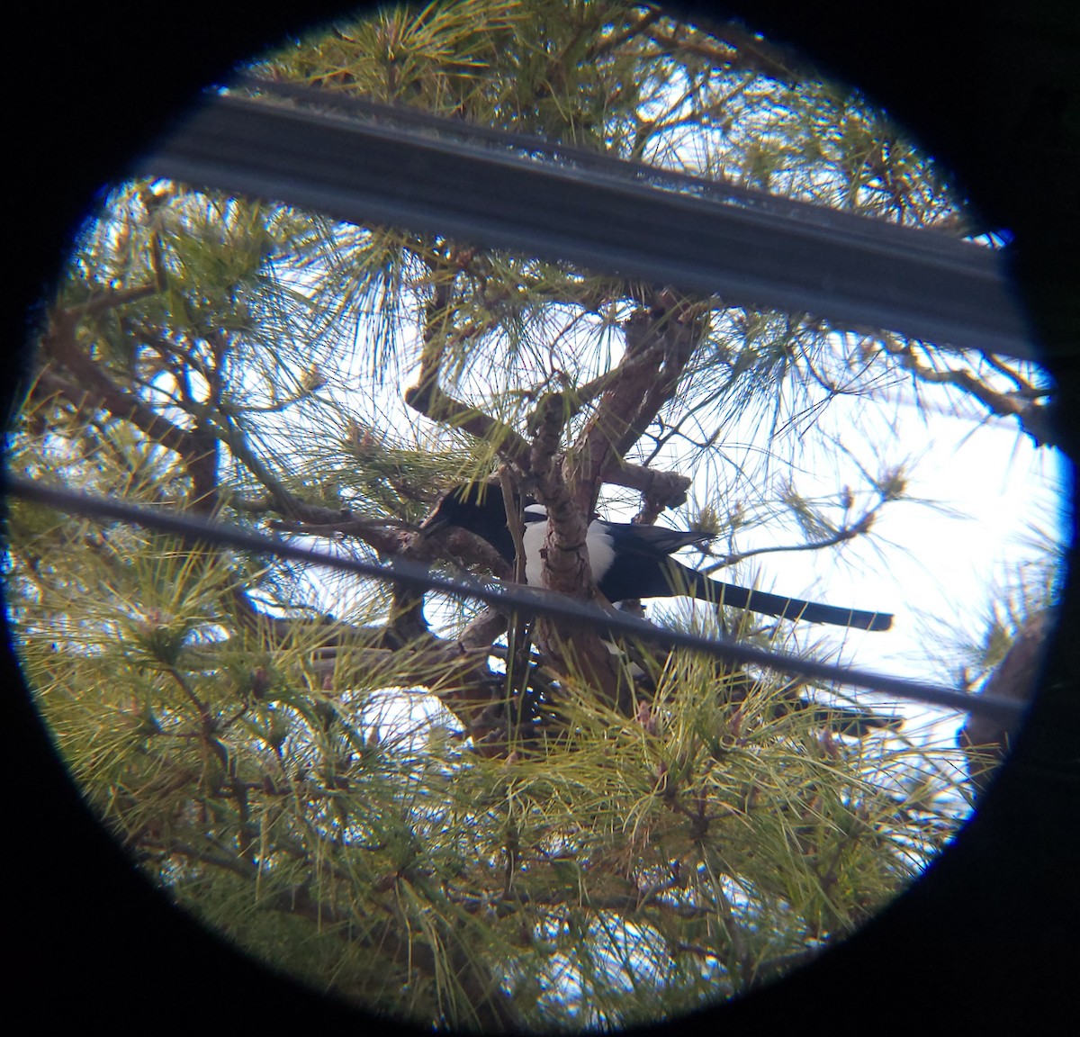 까치 - ML652634089