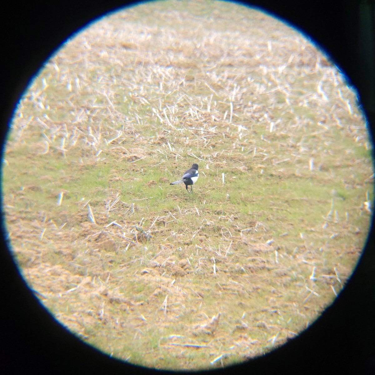 까치 - ML652634090