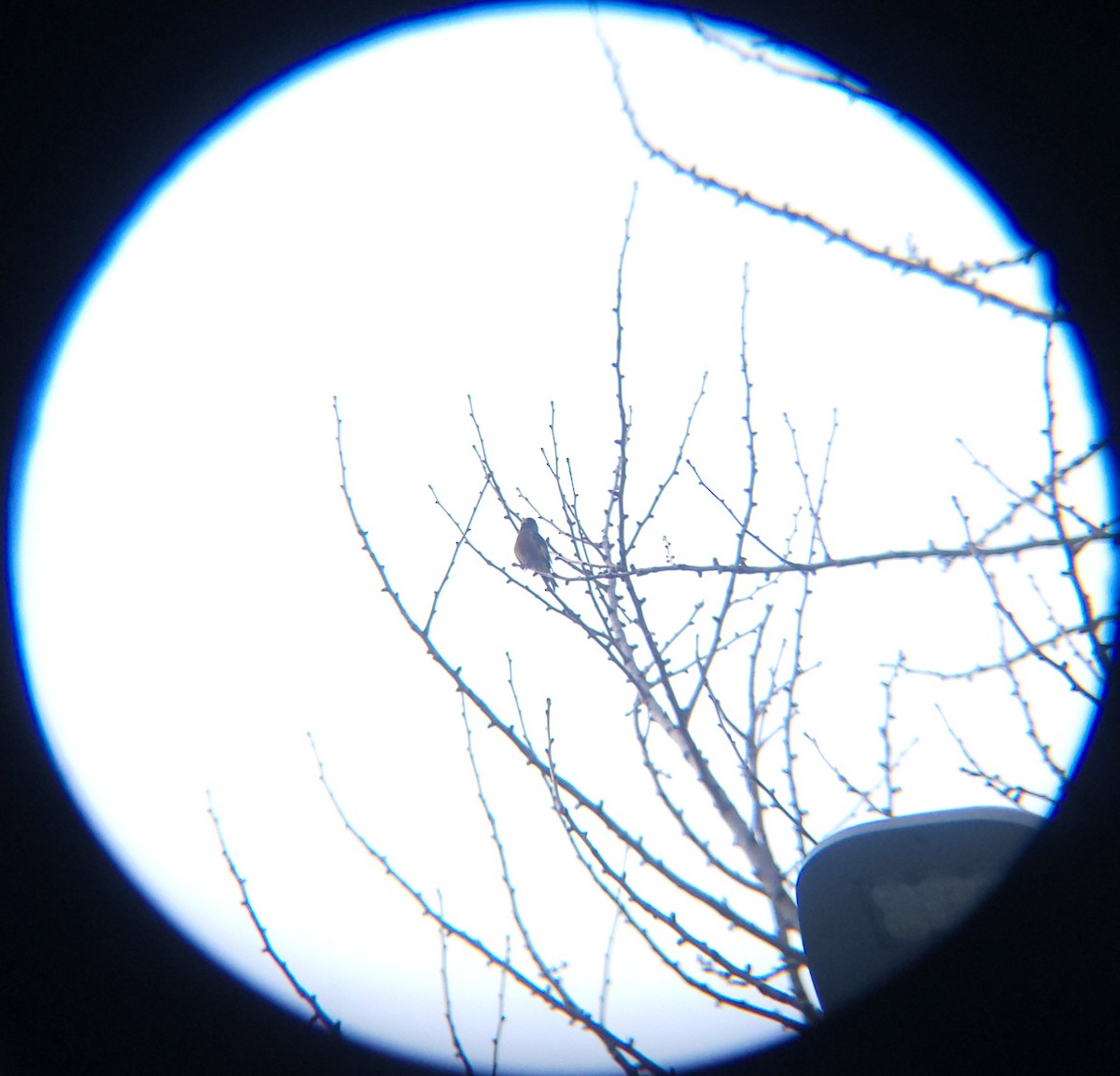 방울새 - ML652634112