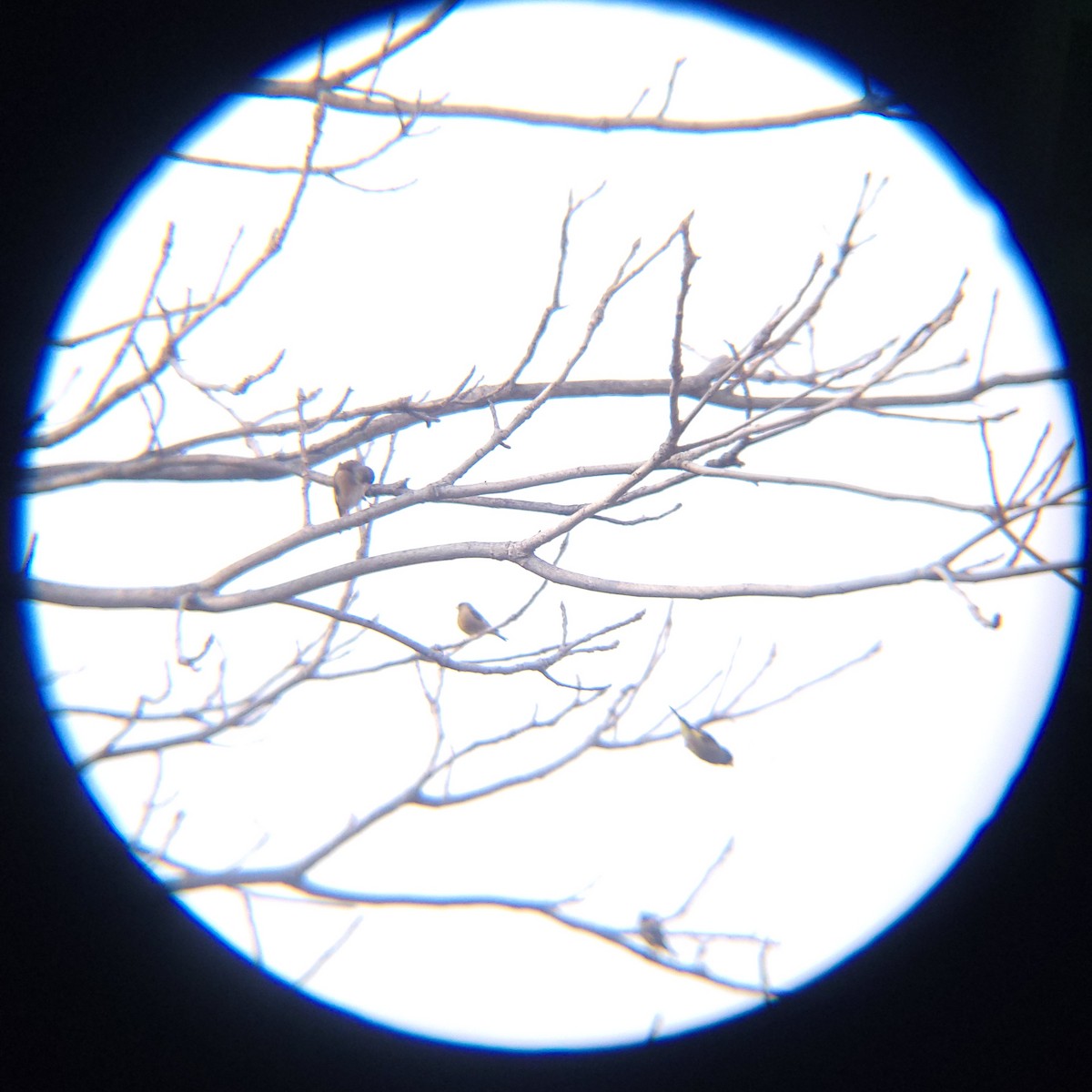 방울새 - ML652634113