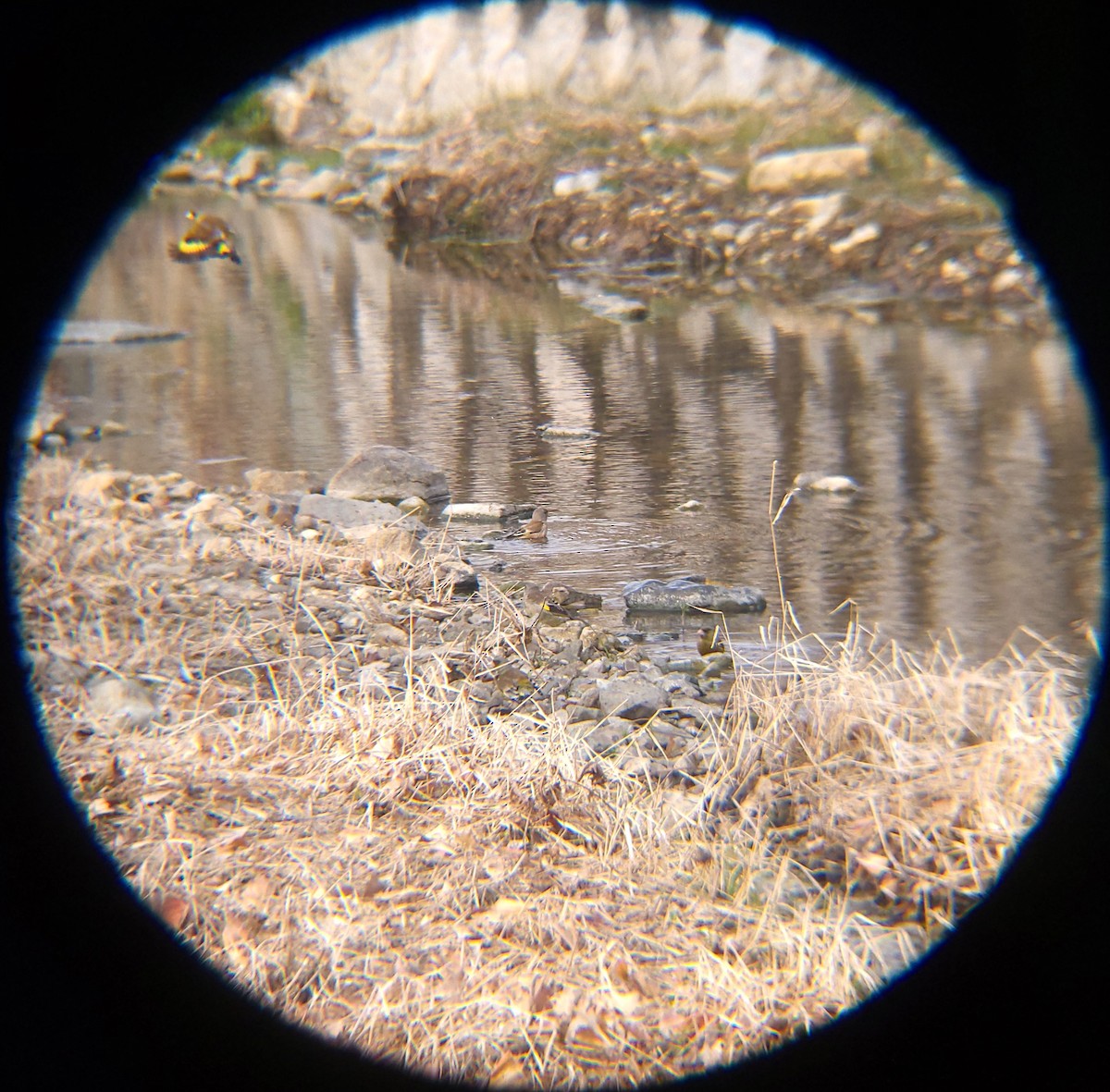 방울새 - ML652634114